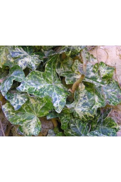 Плющ обыкновенный Мармората